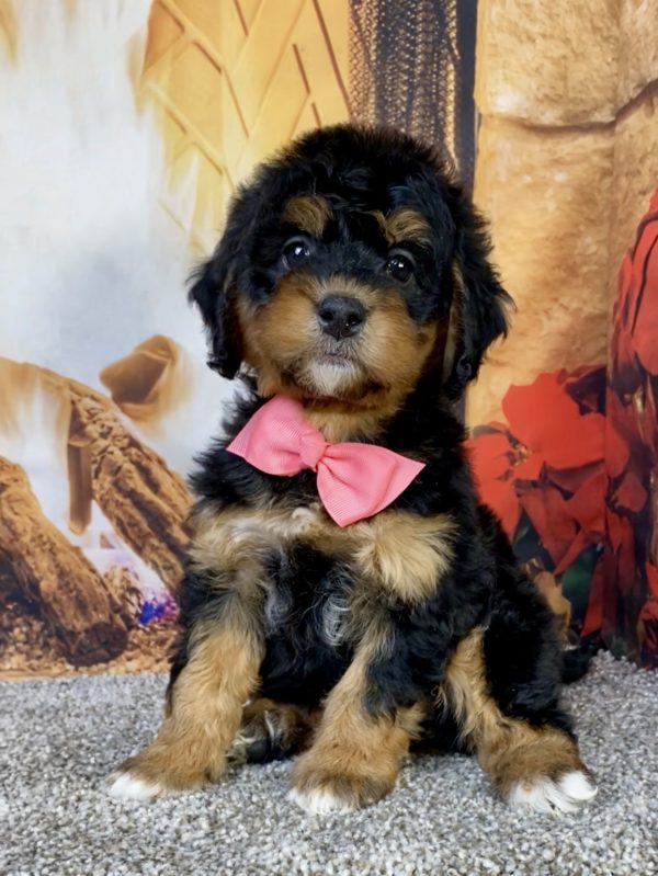 Photo of Ms. Hazel the Mini-Bernedoodle puppy