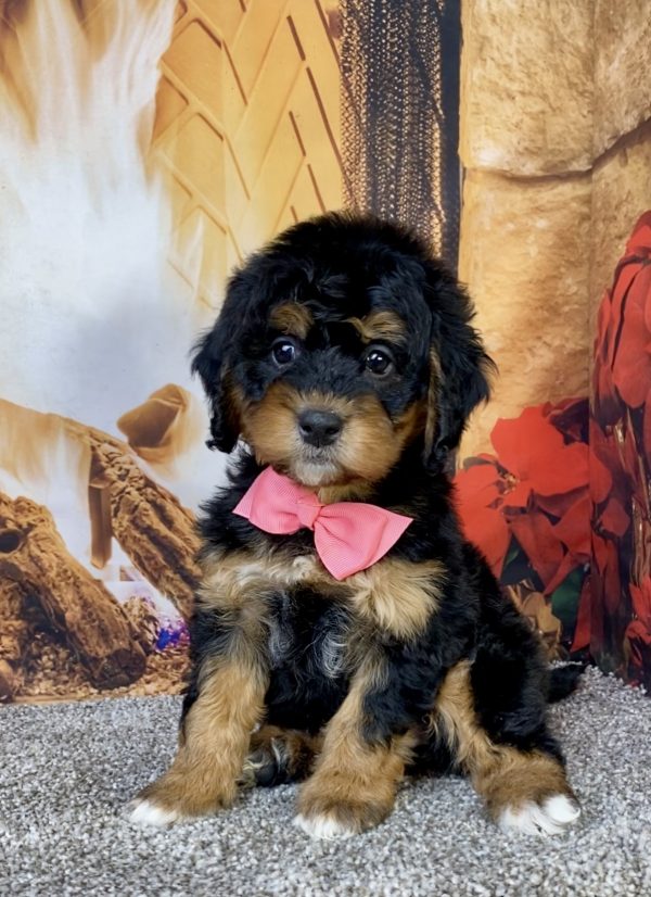 Photo of Ms. Hazel the Mini-Bernedoodle puppy