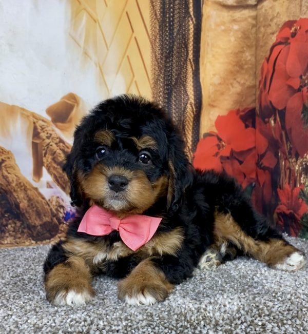 Photo of Ms. Hazel the Mini-Bernedoodle puppy