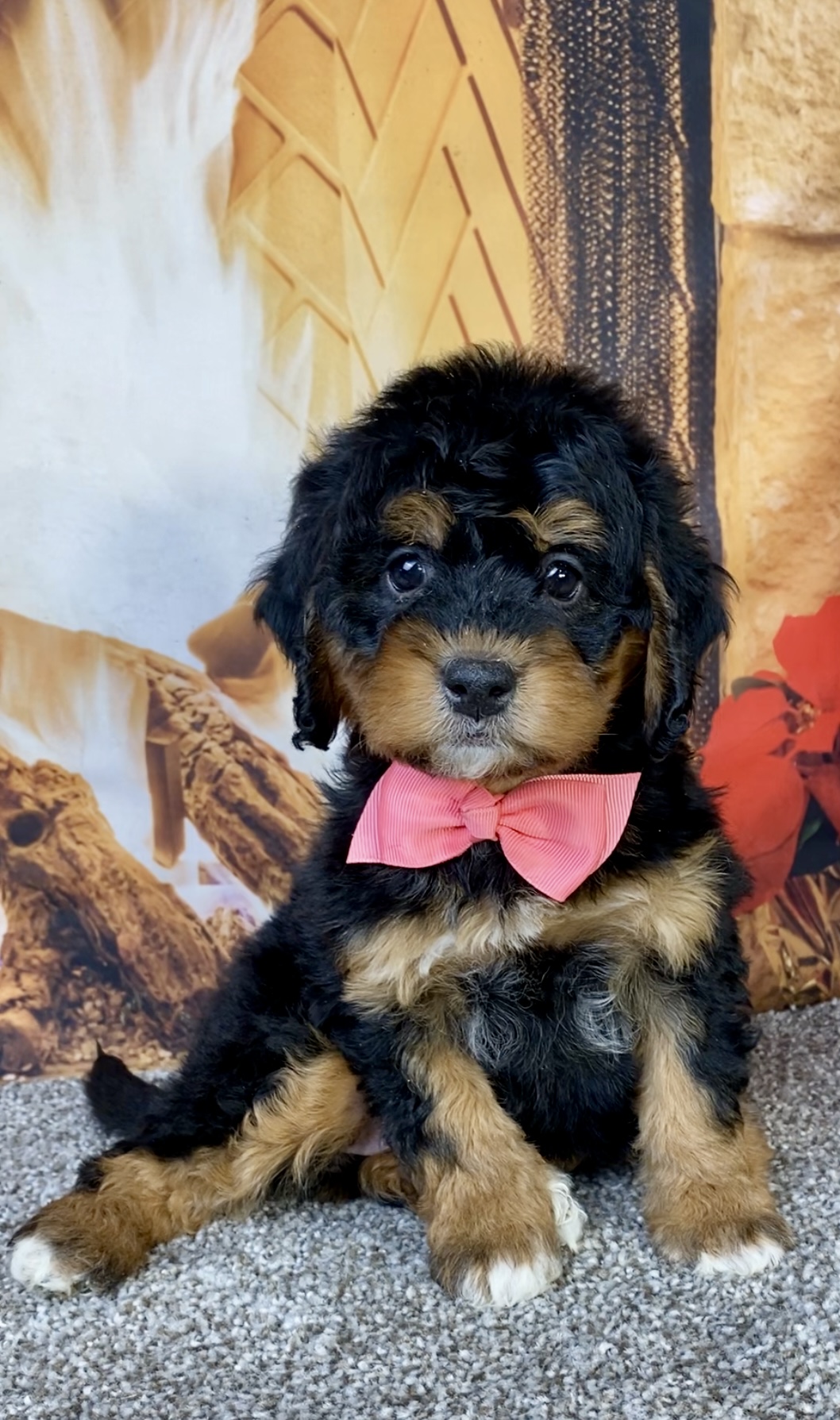 Photo of Ms. Hazel the Mini-Bernedoodle puppy