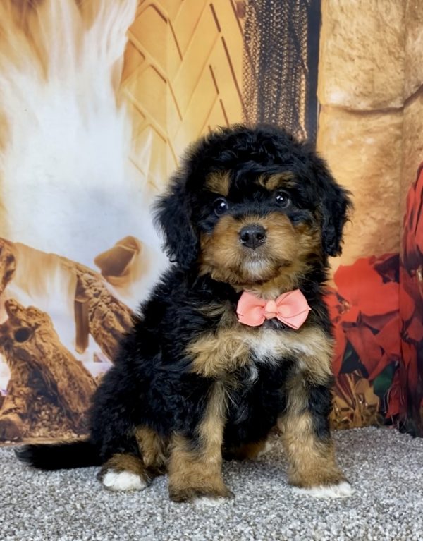 Ms. Holly the Mini-Bernedoodle puppy