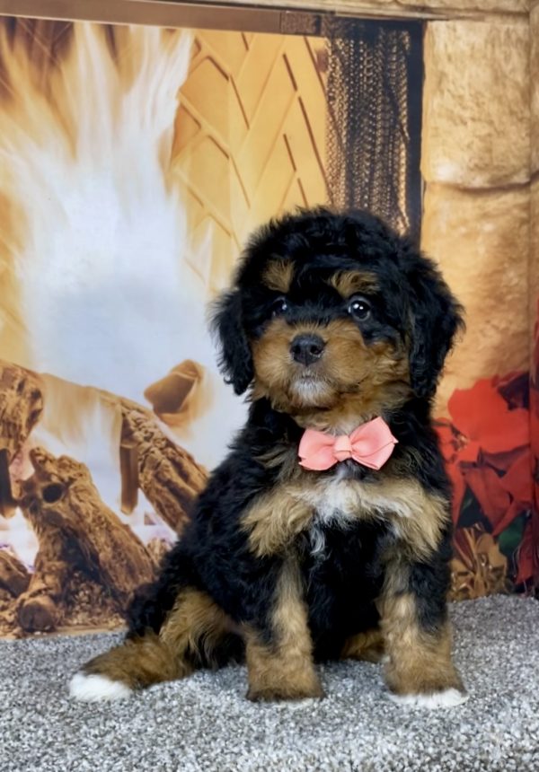 Photo of Ms. Holly the Mini-Bernedoodle puppy