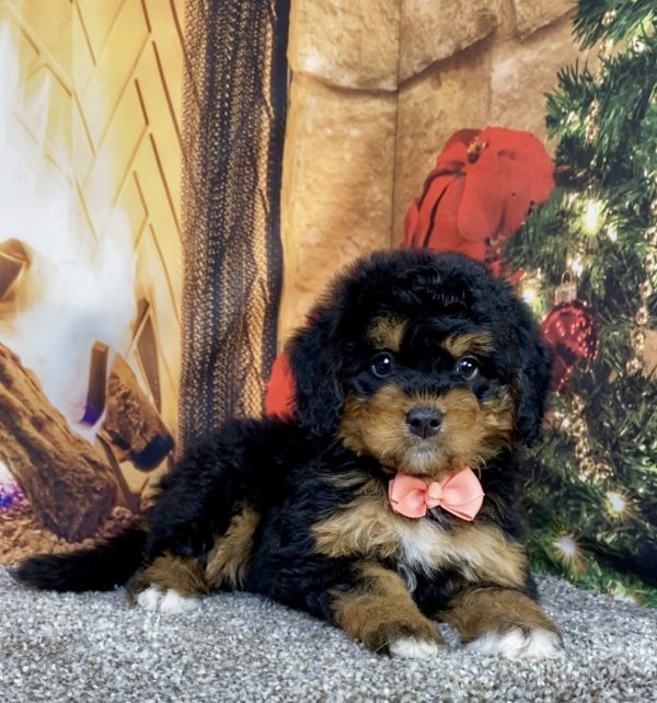Photo of Ms. Holly the Mini-Bernedoodle puppy