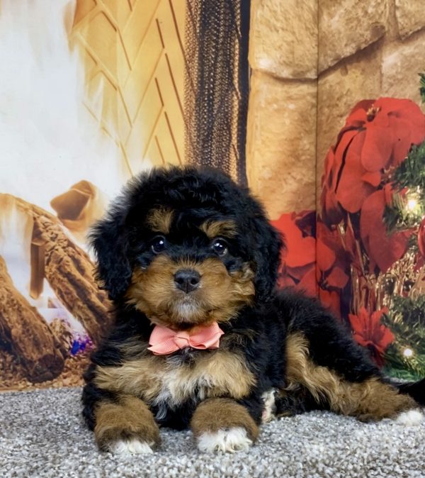Photo of Ms. Holly the Mini-Bernedoodle puppy