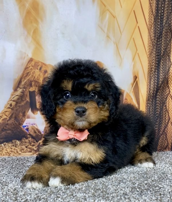 Photo of Ms. Holly the Mini-Bernedoodle puppy