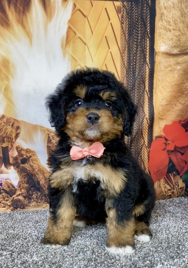 Photo of Ms. Holly the Mini-Bernedoodle puppy