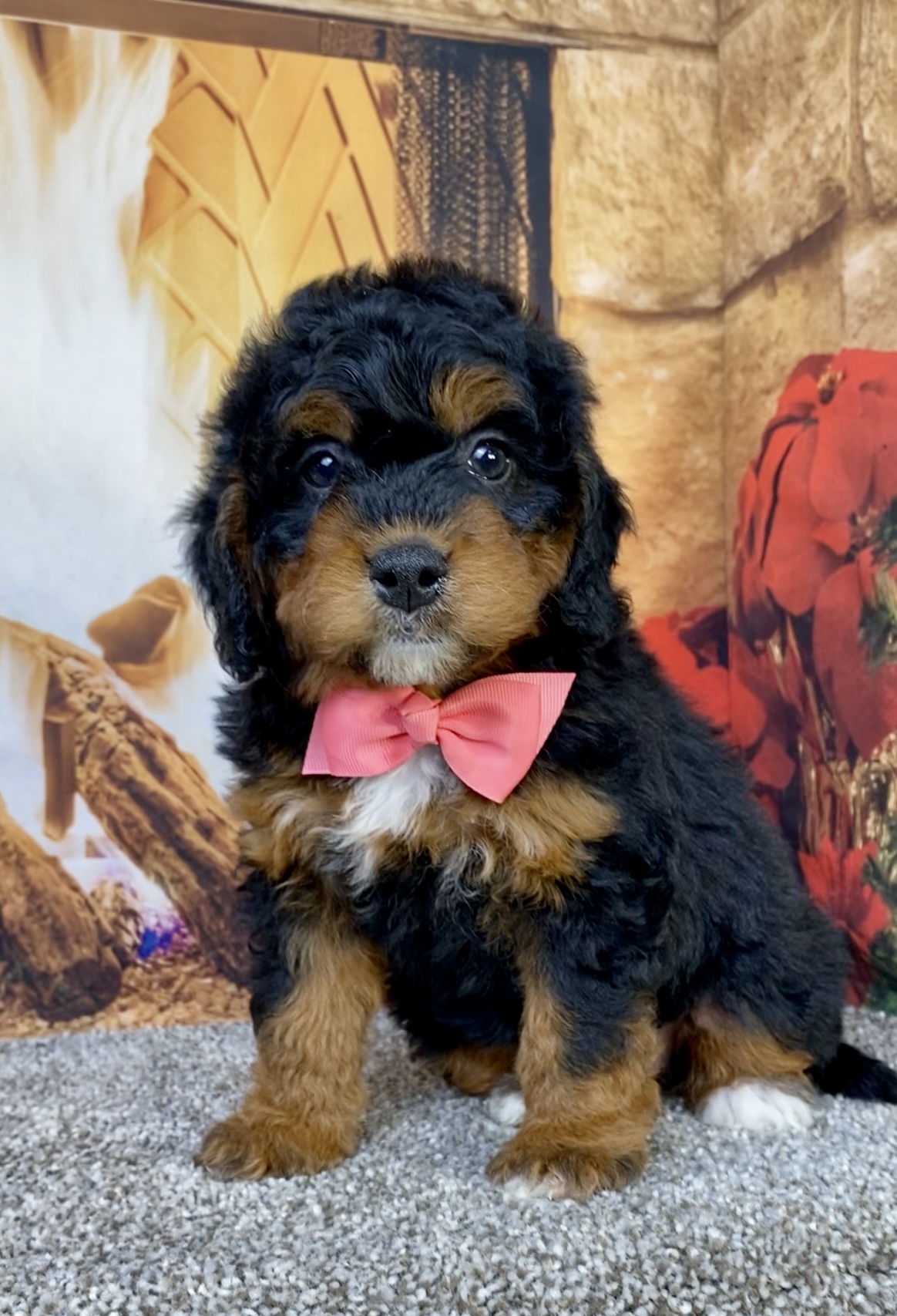 Photo of Ms. Hope the Mini-Bernedoodle puppy