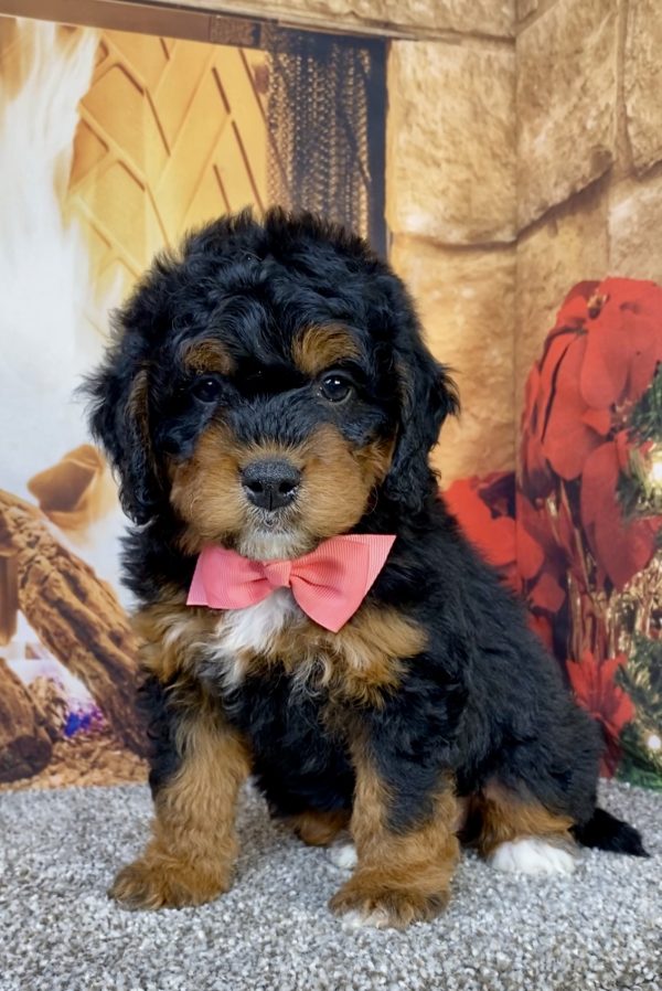 Photo of Ms. Hope the Mini-Bernedoodle puppy