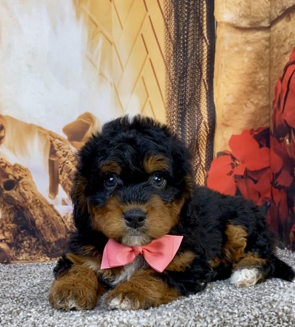 Photo of Ms. Hope the Mini-Bernedoodle puppy