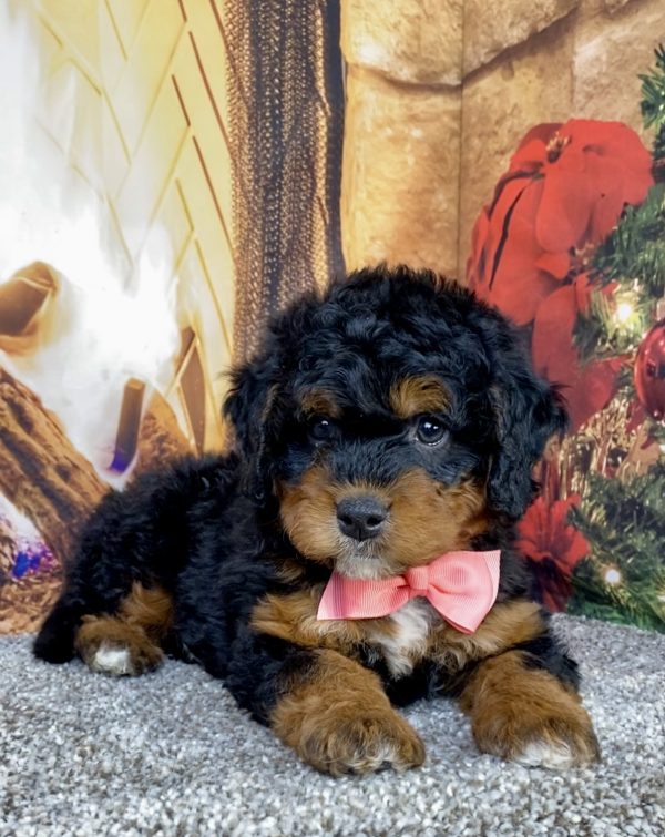 Photo of Ms. Hope the Mini-Bernedoodle puppy