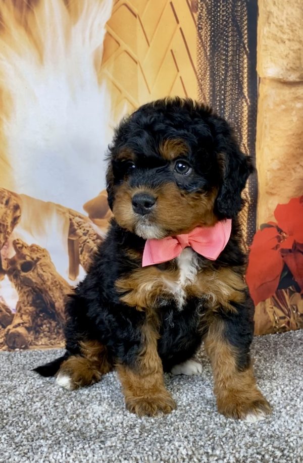 Photo of Ms. Hope the Mini-Bernedoodle puppy