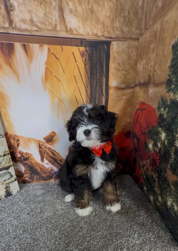 Mr. Enzo the F1B Micro Mini-Bernedoodle - Image 2