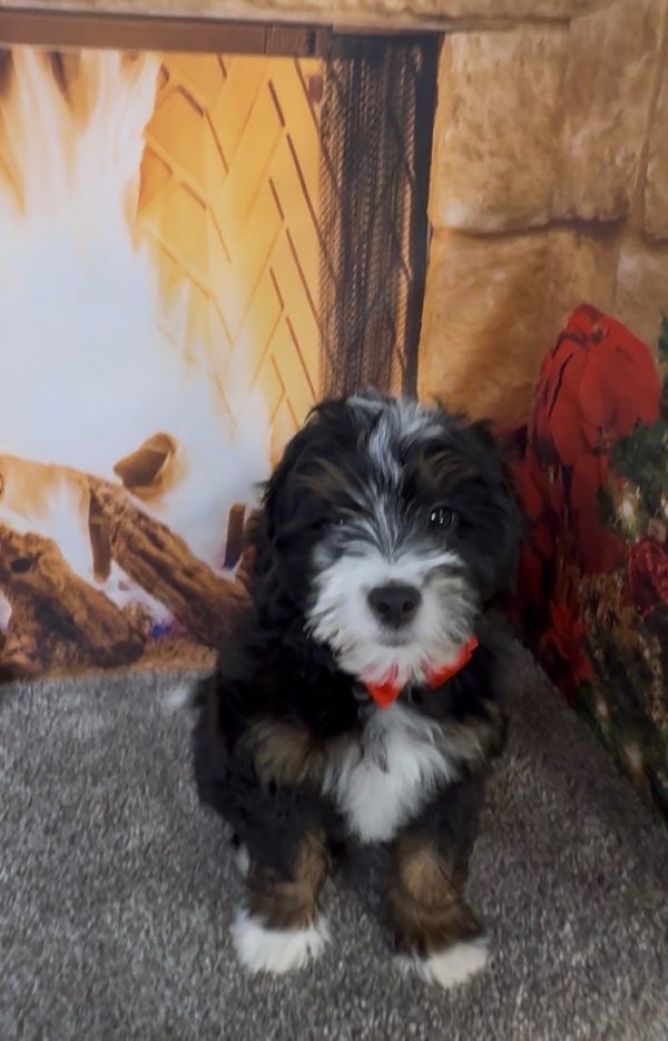 Mr. Enzo the F1B Micro Mini-Bernedoodle - Image 3