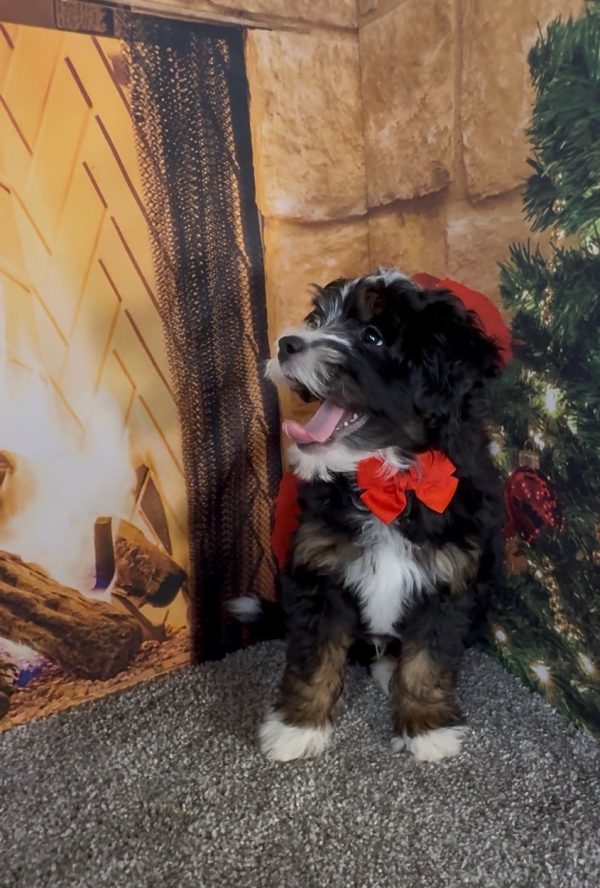 Mr. Enzo the F1B Micro Mini-Bernedoodle - Image 4