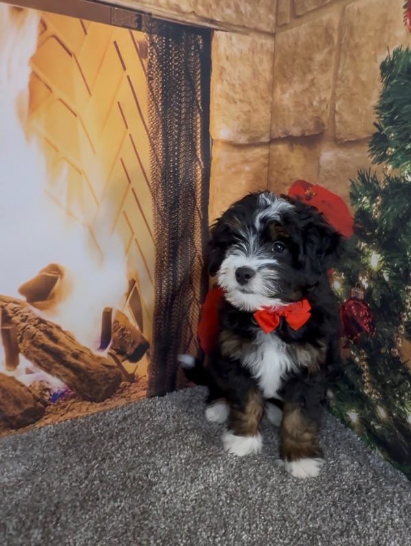 Mr. Enzo the F1B Micro Mini-Bernedoodle - Image 5