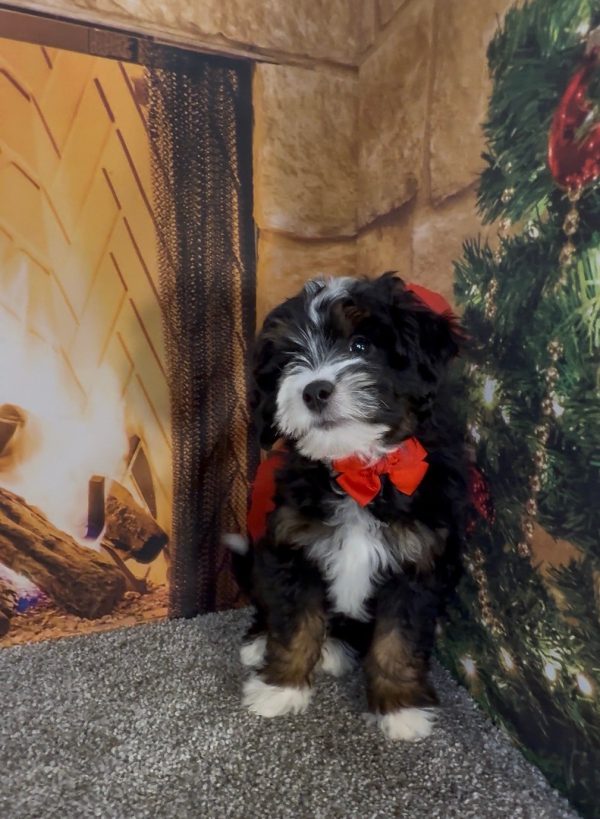 Mr. Enzo the F1B Micro Mini-Bernedoodle - Image 6