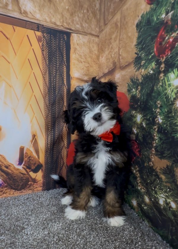 Mr. Enzo the F1B Micro Mini-Bernedoodle - Image 7