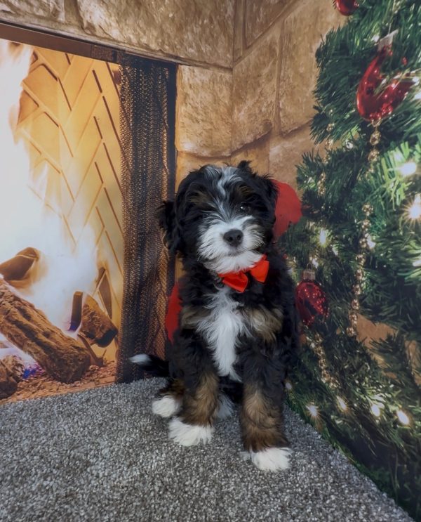 Mr. Enzo the F1B Micro Mini-Bernedoodle - Image 8