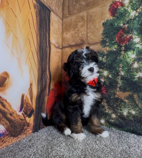 Mr. Enzo the F1B Micro Mini-Bernedoodle - Image 9