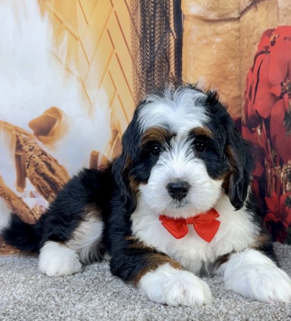 Mr. Eric the Mini-Bernedoodle - Image 2