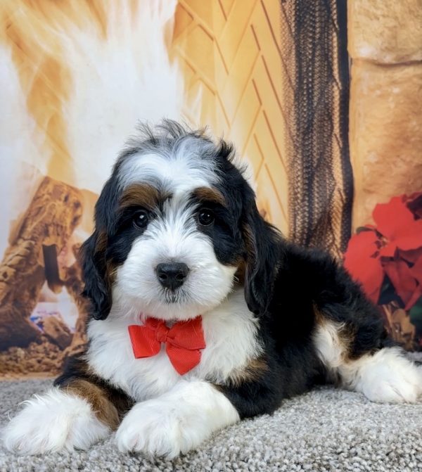 Mr. Eric the Mini-Bernedoodle - Image 3