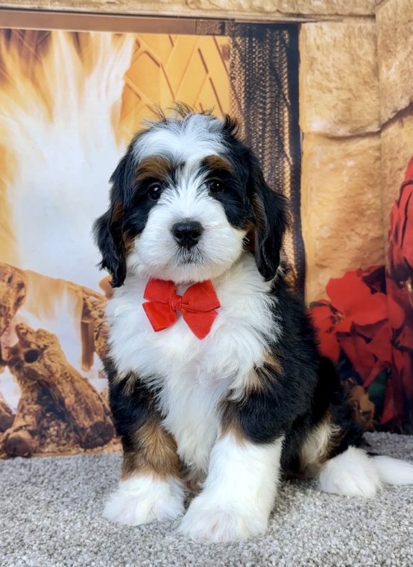 Mr. Eric the Mini-Bernedoodle - Image 4