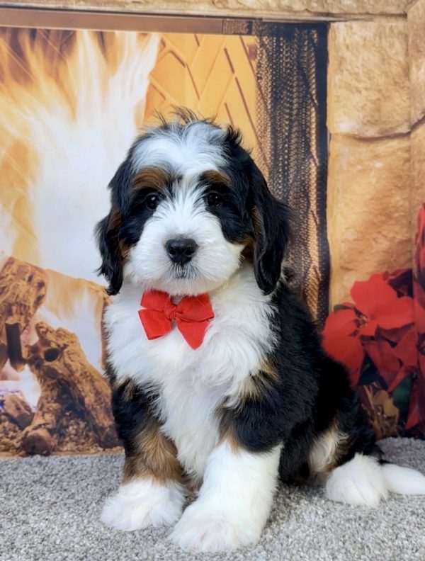 Mr. Eric the Mini-Bernedoodle - Image 5