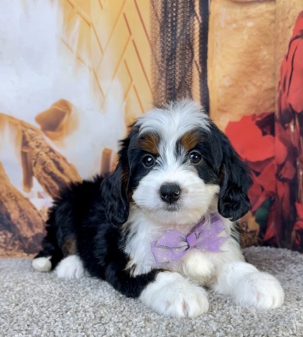Ms. Ember the Mini-Bernedoodle - Image 2