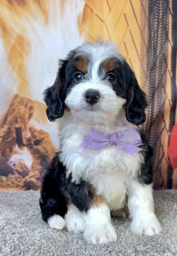 Ms. Ember the Mini-Bernedoodle - Image 3