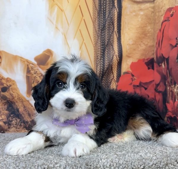 Ms. Ember the Mini-Bernedoodle - Image 4