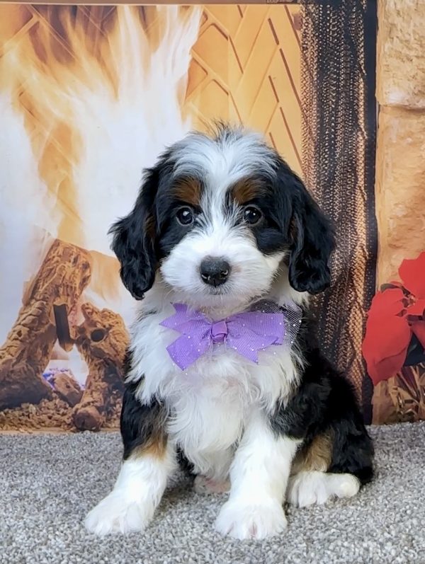 Ms. Ember the Mini-Bernedoodle puppy