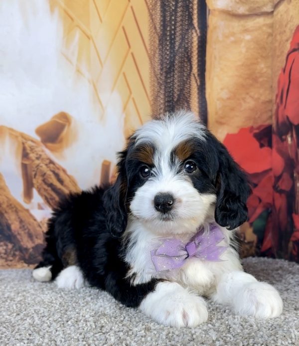 Ms. Ember the Mini-Bernedoodle - Image 5
