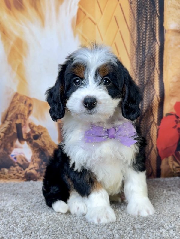 Ms. Ember the Mini-Bernedoodle - Image 6