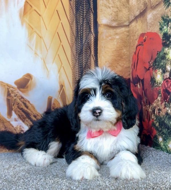 Ms. Echo the Mini-Bernedoodle - Image 2