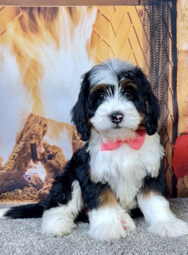 Ms. Echo the Mini-Bernedoodle - Image 3