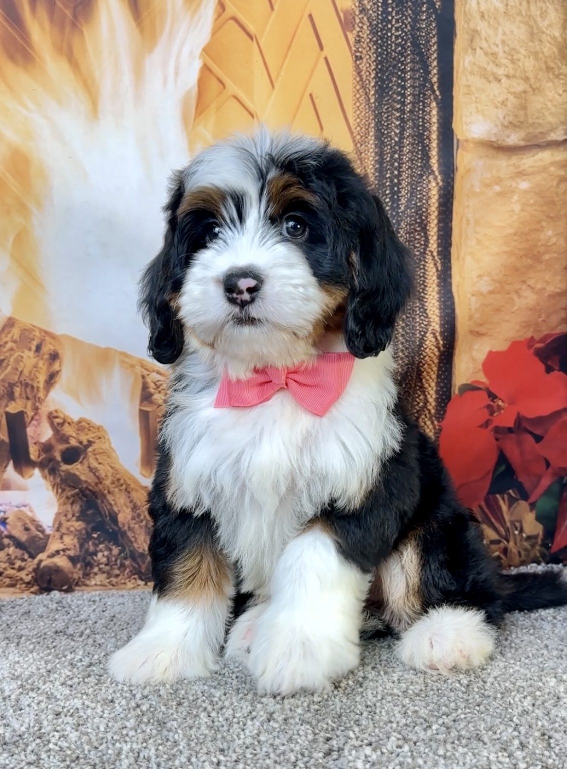Ms. Echo the Mini-Bernedoodle