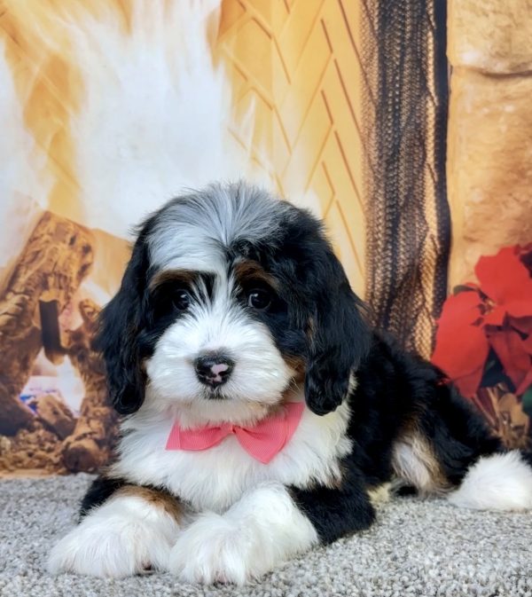 Ms. Echo the Mini-Bernedoodle - Image 4