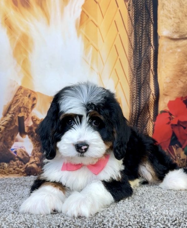 Ms. Echo the Mini-Bernedoodle - Image 5