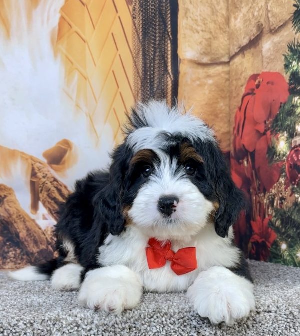 Mr. Elvis the Mini-Bernedoodle - Image 2