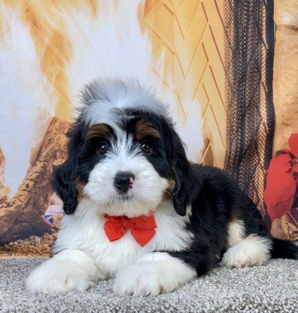 Mr. Elvis the Mini-Bernedoodle - Image 3