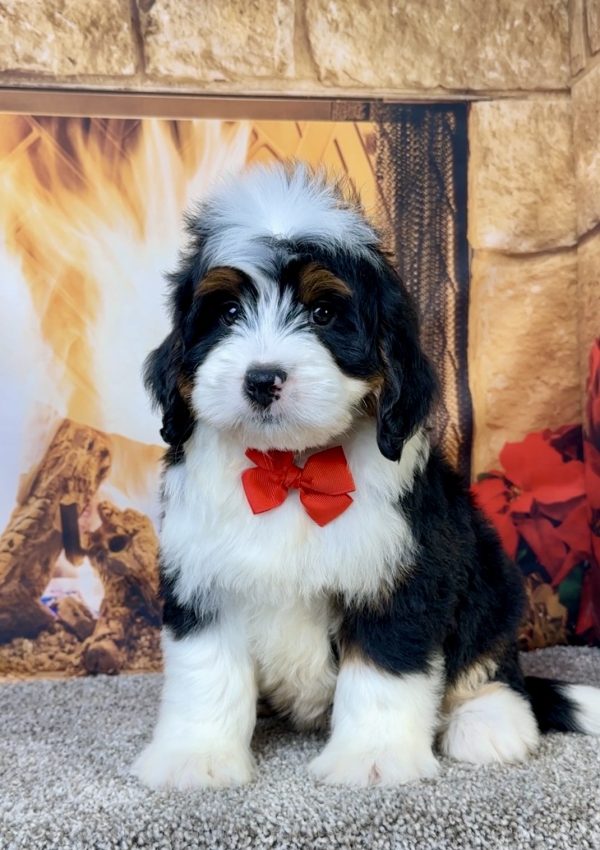 Mr. Elvis the Mini-Bernedoodle - Image 4