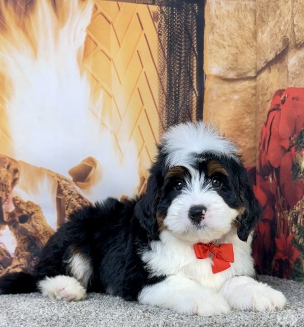 Mr. Elvis the Mini-Bernedoodle - Image 5