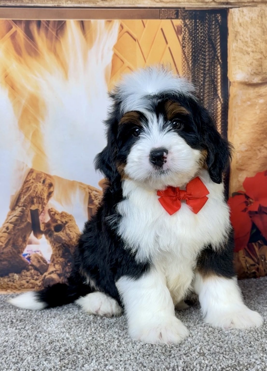 Mr. Elvis the Mini-Bernedoodle