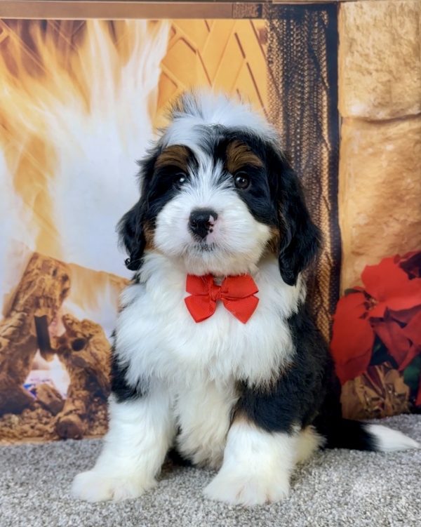Mr. Elvis the Mini-Bernedoodle - Image 6