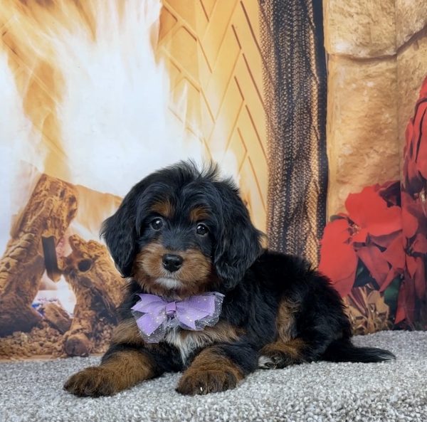 Ms. Espresso the Mini-Bernedoodle - Image 2