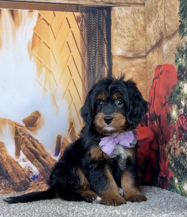 Ms. Espresso the Mini-Bernedoodle - Image 4