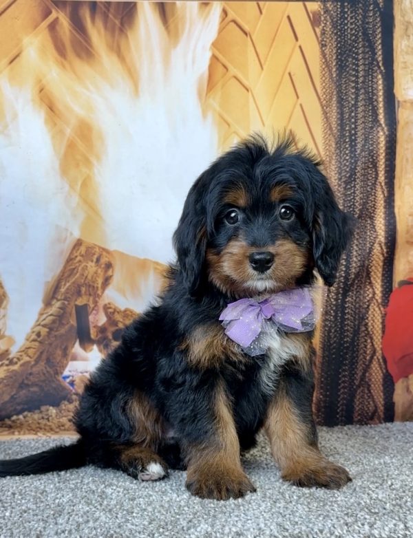 Ms. Espresso the Mini-Bernedoodle - Image 3