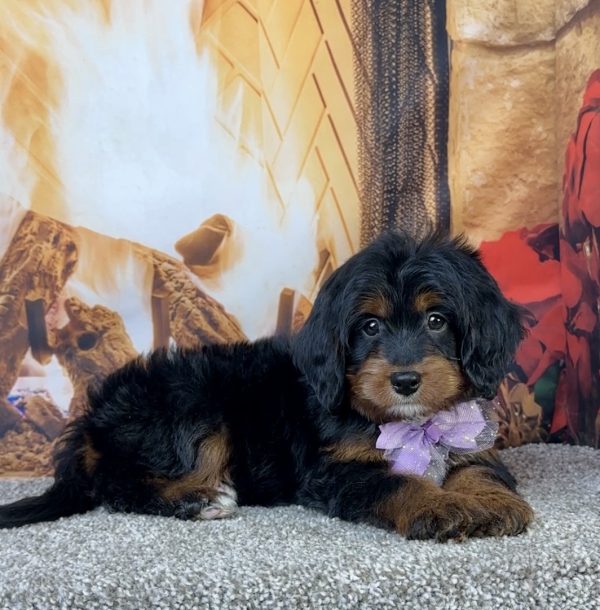 Ms. Espresso the Mini-Bernedoodle - Image 5