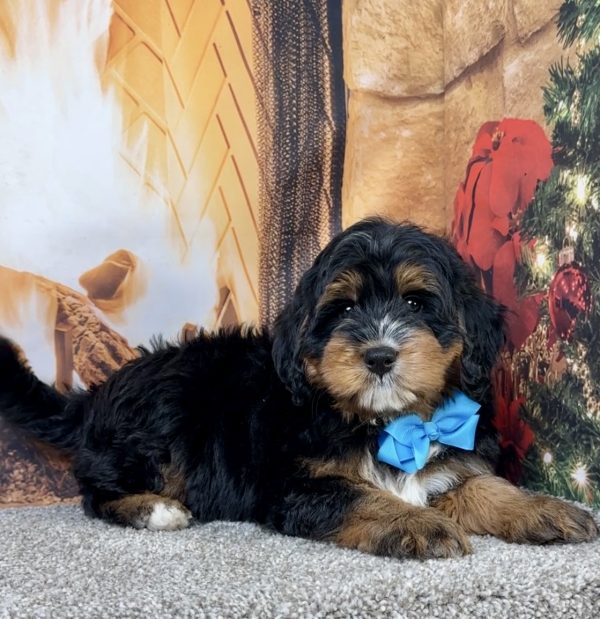 Mr. Einstein the Mini-Bernedoodle - Image 2