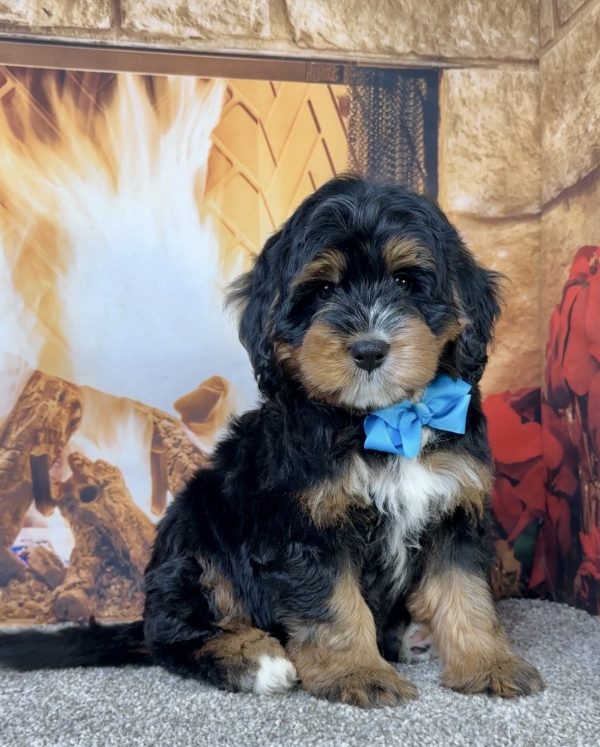 Mr. Einstein the Mini-Bernedoodle - Image 3